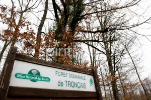 Reportage dans la forêt de Tronçais